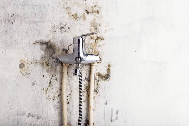 Best Bathroom Mold Remediation in Stickney, IL