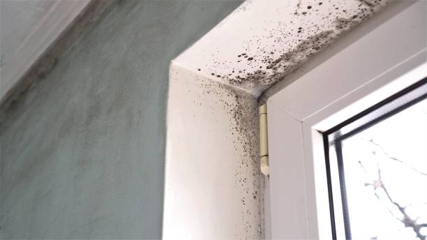 Best Attic Mold Remediation in Stickney, IL