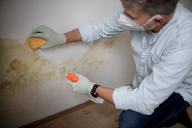 Best Commercial Mold Remediation in Stickney, IL