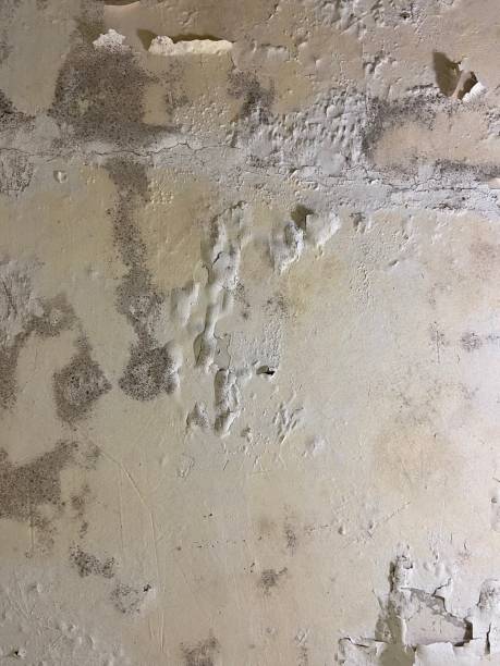 Best Crawl Space Mold Remediation in Stickney, IL