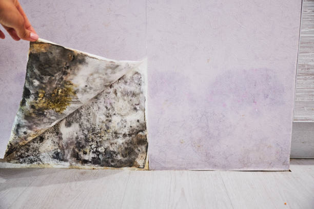 Trusted Stickney, IL Mold Remediation Experts